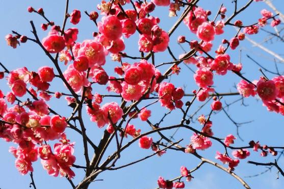 红梅 梅花的一种 搜狗百科