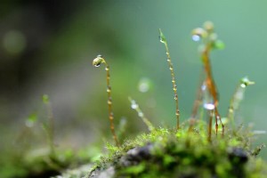 苔花