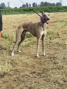 格力犬