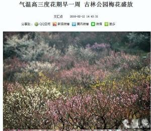 古林公园2016年赏梅
