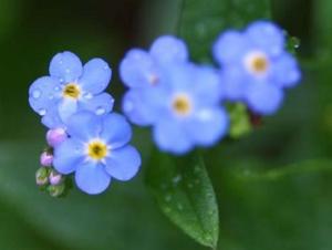 勿忘草 搜狗百科