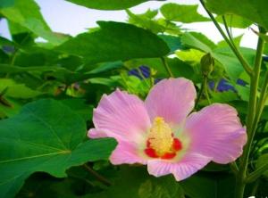 芙蓉花叶