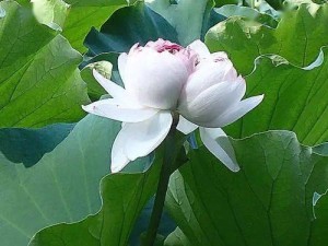 并蒂莲