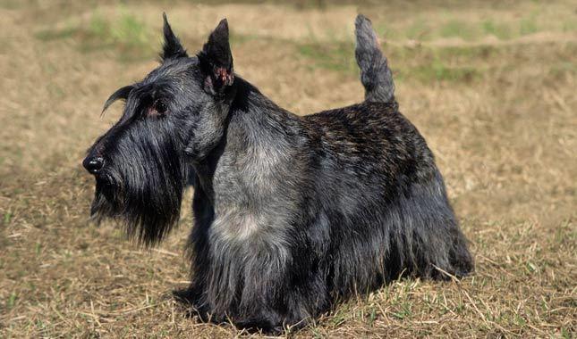 苏格兰梗犬美容图片图片