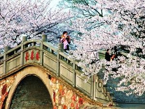 上海植物园