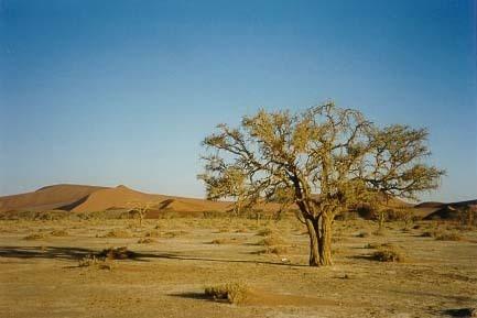 热带沙漠气候植被图片图片