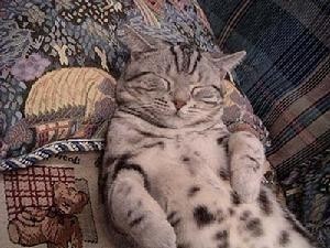 虎斑猫