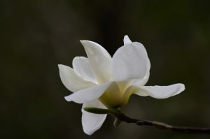 白玉兰