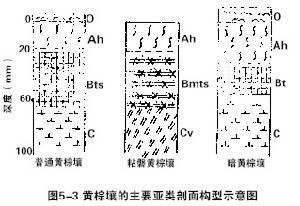 黄棕壤示意图