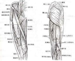 运动系统