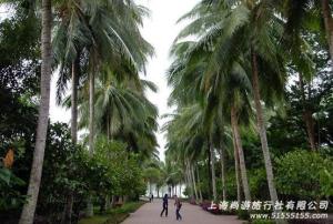 兴隆南药园 兴隆南药园