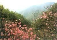 九山顶