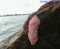 Pomacea canaliculata的卵块