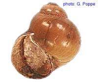 lanistes ovum