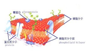 细胞膜