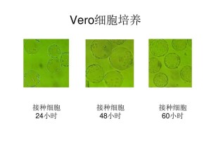 Vero细胞