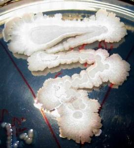 芽孢八叠球菌属