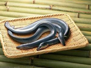 鳗鱼