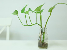 绿萝