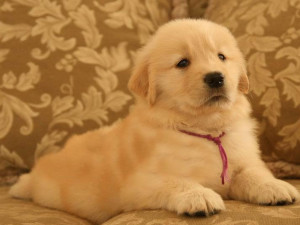 金毛寻回猎犬