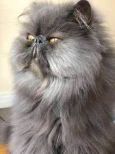 波斯猫
