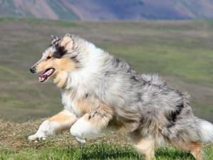 苏格兰牧羊犬