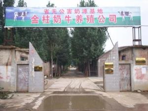 金柱奶牛场