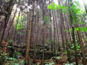 牛头山森林公园图册