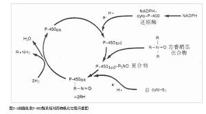 药物氧化过程