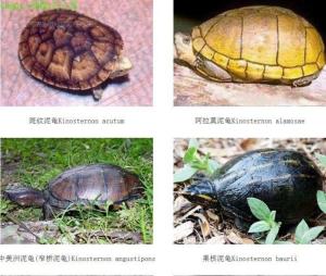 科属分化