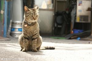 西表猫