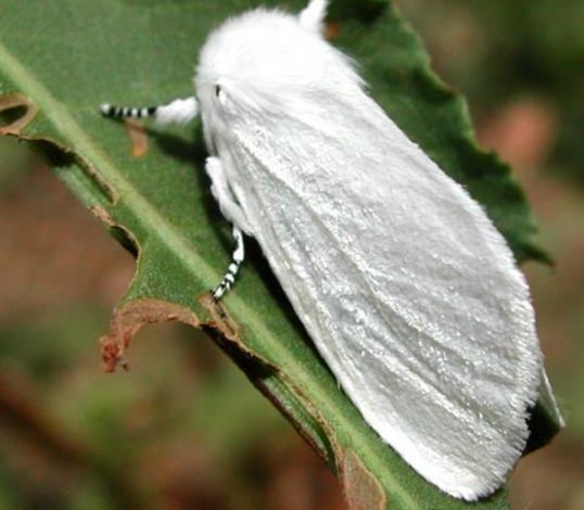 白色蛾子种类图片