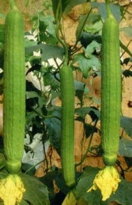 丝瓜的功效与作用及禁忌 300