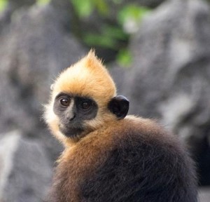 狒狒属于猴科还是猴科 300