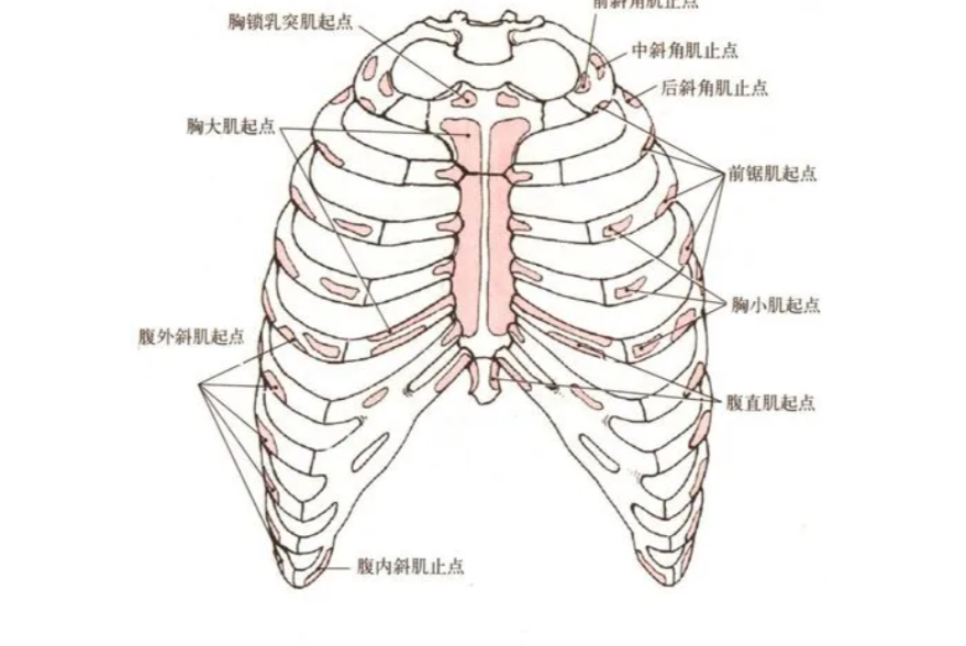 胸廓角度图解图片