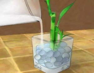 水培