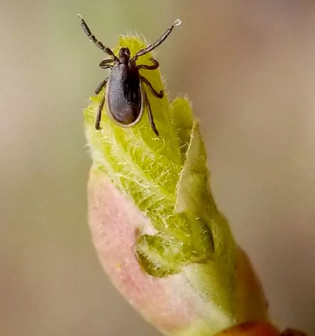 硬蜱