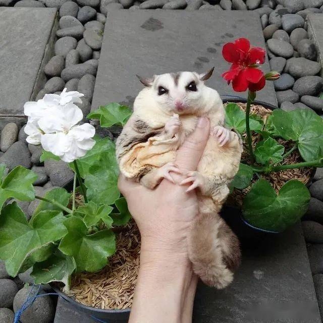 蜜袋鼯