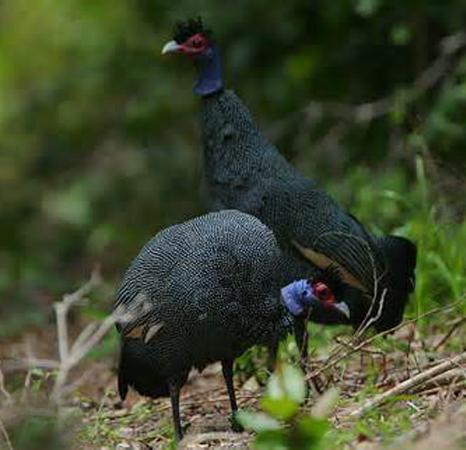 狒狒属于什么科类动物 0