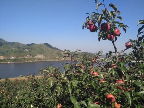 峡河乡产苹果