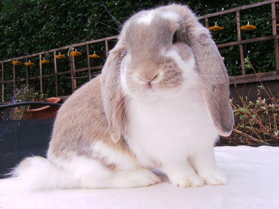 法国兔子品种图片