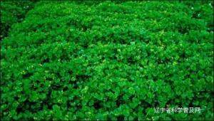 秧草种植