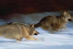 西伯利亚平原狼