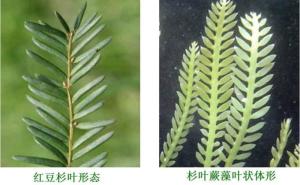 杉叶蕨藻图册