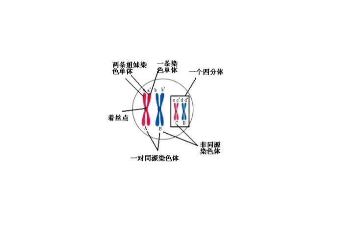 等位基因 生物学概念 搜狗百科