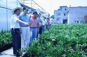 水清镇 农业