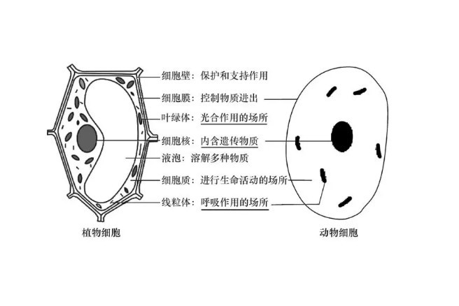 细胞 生物学中构成生物体的基本单位 搜狗百科