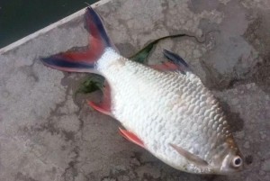 鳑鲏