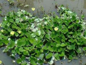 生长在岸边沼泽地带称沼生植物;例如水稻,香蒲,菰(茭白,千屈菜等