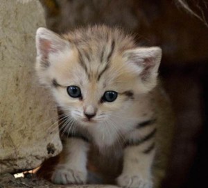 沙丘猫